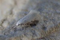 Elachista argentella