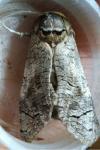 Cossus cossus