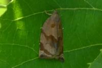 Archips crataegana