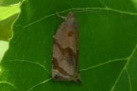 Archips crataegana