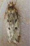 Hofmannophila pseudospretella