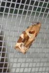 Archips xylosteana