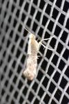 Argyresthia spinosella