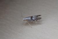 Argyresthia spinosella
