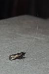 Adela reaumurella