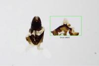 Adela reaumurella