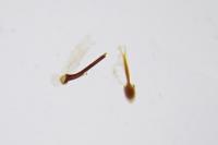 Adela reaumurella