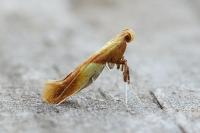 Caloptilia robustella