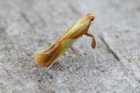 Caloptilia robustella