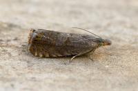 Dichrorampha aeratana