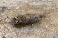 Dichrorampha aeratana