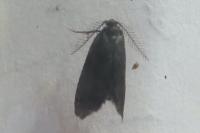 Psyche casta