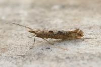 Plutella xylostella
