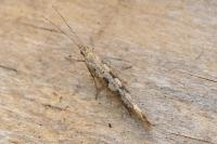 Plutella xylostella