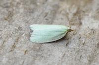 Tortrix viridana