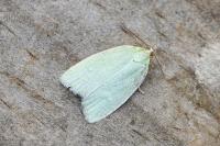 Tortrix viridana