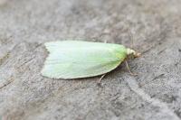 Tortrix viridana