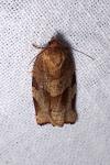 Choristoneura hebenstreitella