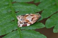 Archips xylosteana
