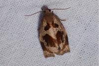 Archips crataegana