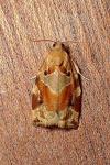 Archips xylosteana