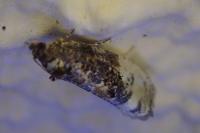 Hedya nubiferana