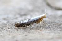 Argyresthia spinosella