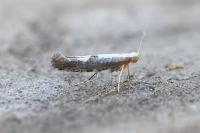 Argyresthia spinosella