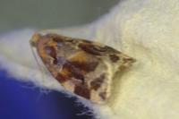 Archips xylosteana