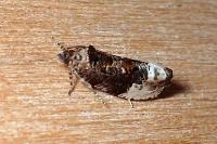 Hedya nubiferana