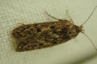 Hofmannophila pseudospretella