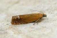 Lathronympha strigana