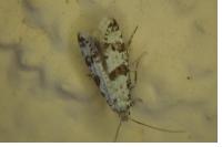Scythropia crataegella