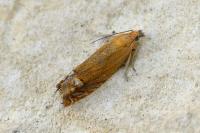 Lathronympha strigana