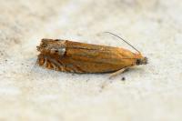 Lathronympha strigana