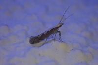 Plutella xylostella