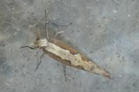 Plutella xylostella