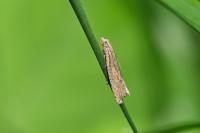 Bactra