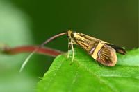Nemophora degeerella