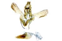Acompsia cinerella