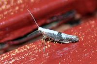 Argyresthia spinosella