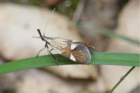 Alabonia geoffrella
