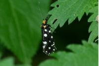 Euplocamus anthracinalis