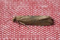 Bactra