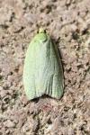 Tortrix viridana
