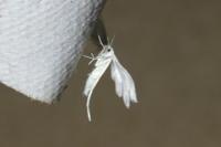 Pterophorus pentadactylus