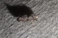 Swammerdamia
