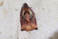 Archips podana