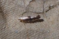 Argyresthia
