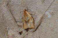 Clepsis rurinana
